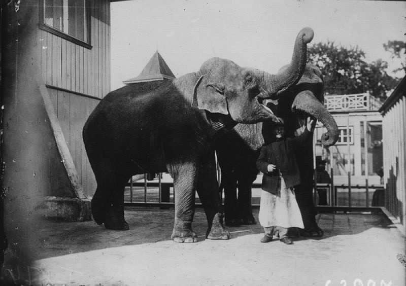 Служитель в клетке со слонами, 1915 год, г. Петроград