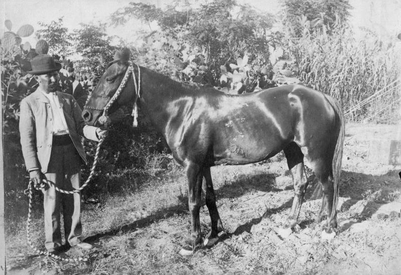 Лошадь темной масти, 1900 год