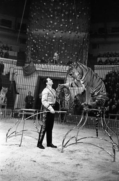 Гастроли французского цирка в СССР. Дрессировщик тигров Шарль Бауман, 1960 год, г. Ленинград