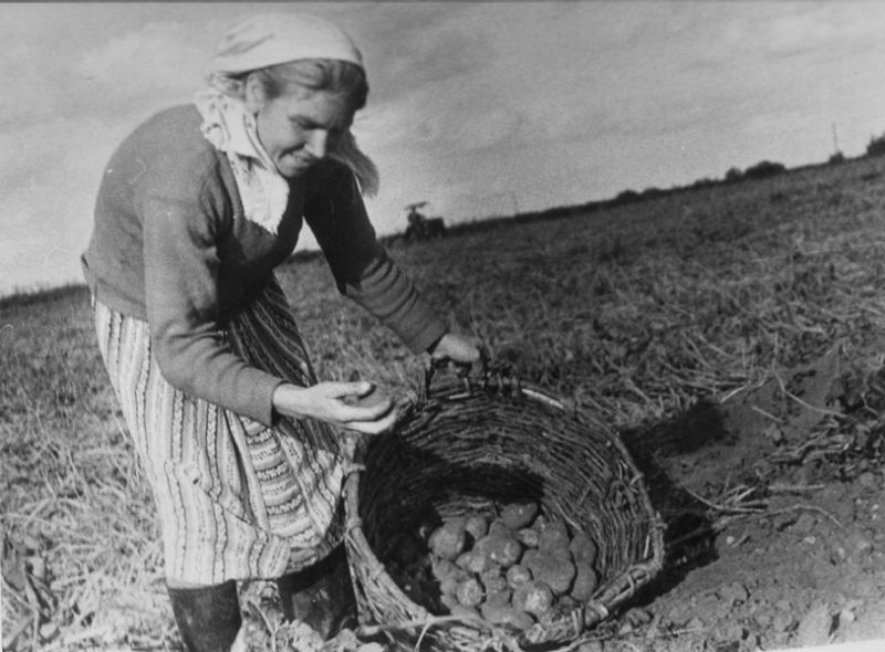 Совхоз «Комсомолец»: хороший картофель, 1969 год, Череповецкий р-н, совхоз «Комсомолец»