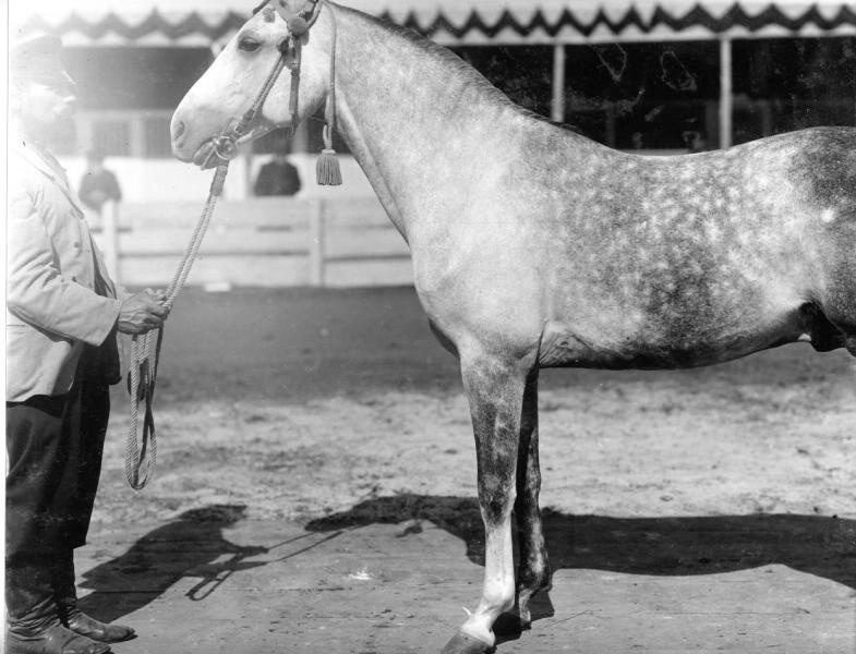 Конь Абейян, 1900-е