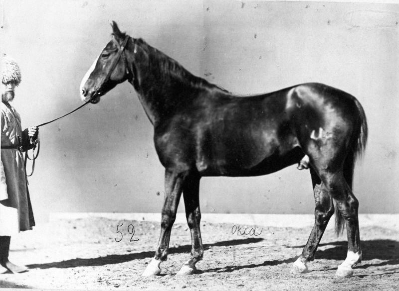 Конь Агсу, 1870-е