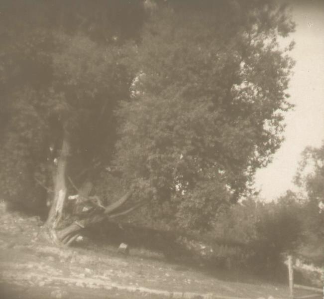 Пейзаж с деревом, 1925 год, Московская губ., дер. Лужки