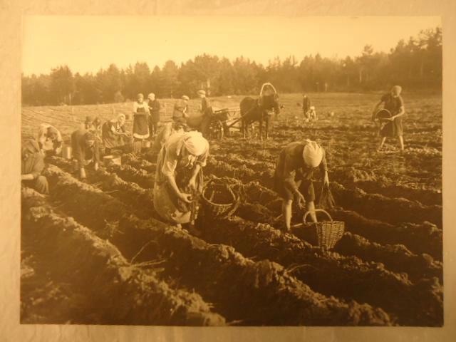 Сбор урожая. Уборка картофеля, 1930-е