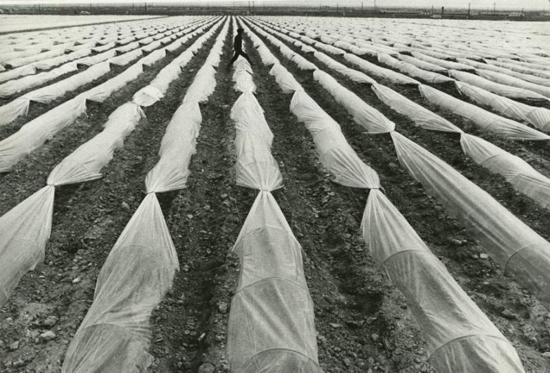 Колхозные грядки, 1 апреля 1977 - 1 мая 1977, Туркменская ССР, Ашхабадская обл., колхоз «Социализм»