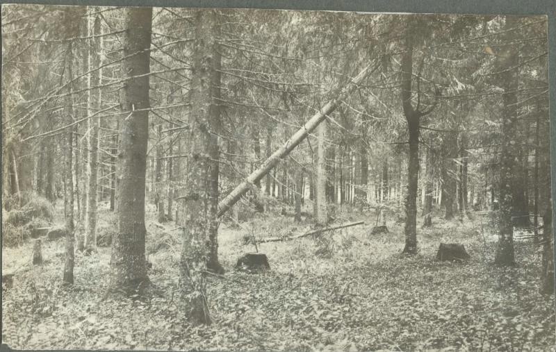 Хвойный лес, 1914 - 1915, Россия