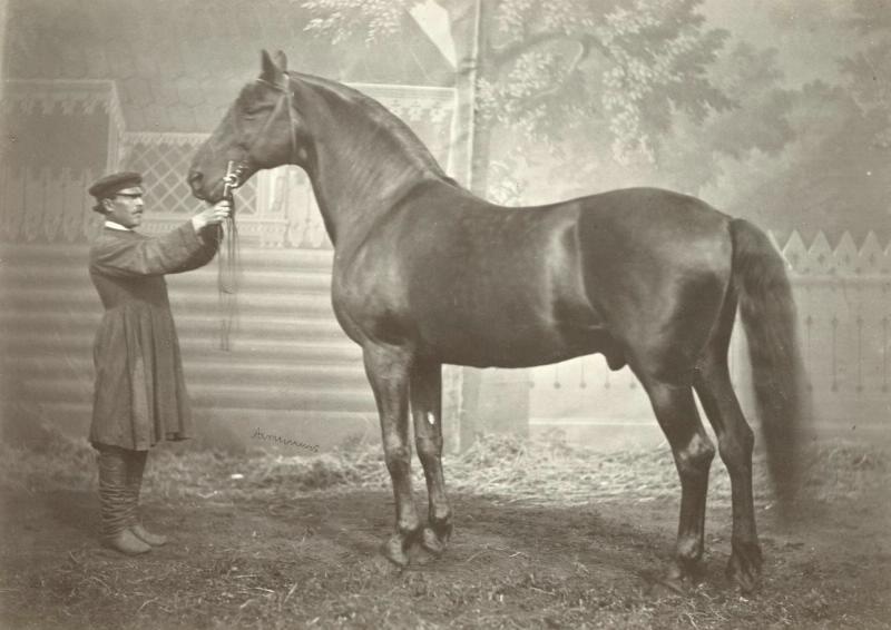 Жеребец Ахтыркин, 1880-е