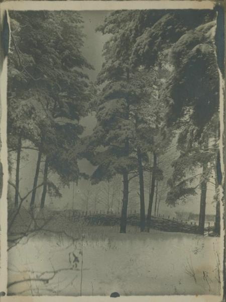 Опушка леса, 1920-е