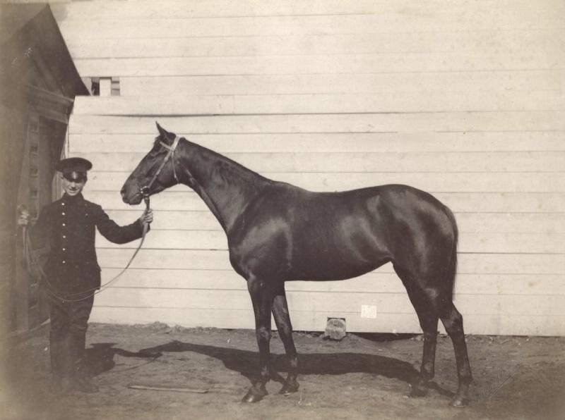 Лошадь, 1880-е