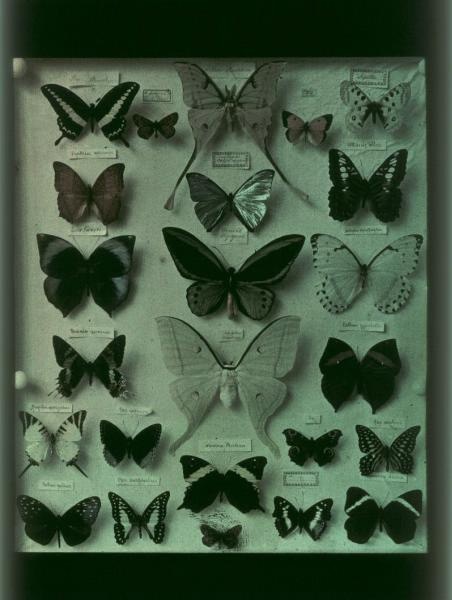 Бабочки, 1910-е