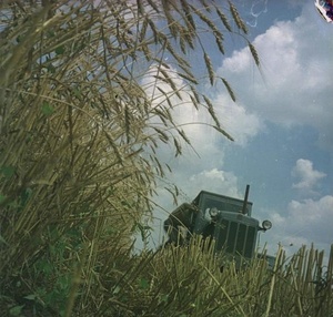 Тягач через колосья, 1950-е, Краснодарский край, совхоз «Газырский». Из серии «Сельскохозяйственные работы на юге России».Видеовыставка «Пиар-кампания "Целина"» с этой фотографией.&nbsp;