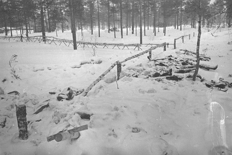 Трупы, засыпанные снегом в лесу, 1941 - 1945