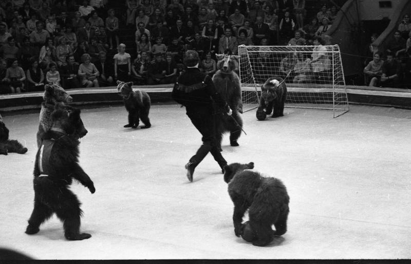 Номер дрессировщика Касеева: медведи, играющие в футбол, 1960-е
