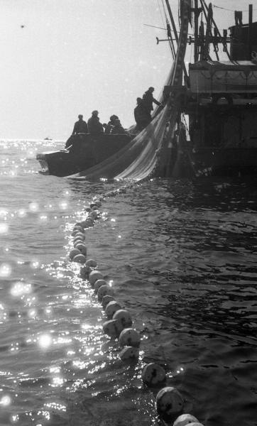Лов сельди у острова Спафарьева южнее Магадана, сентябрь 1965, Охотское море
