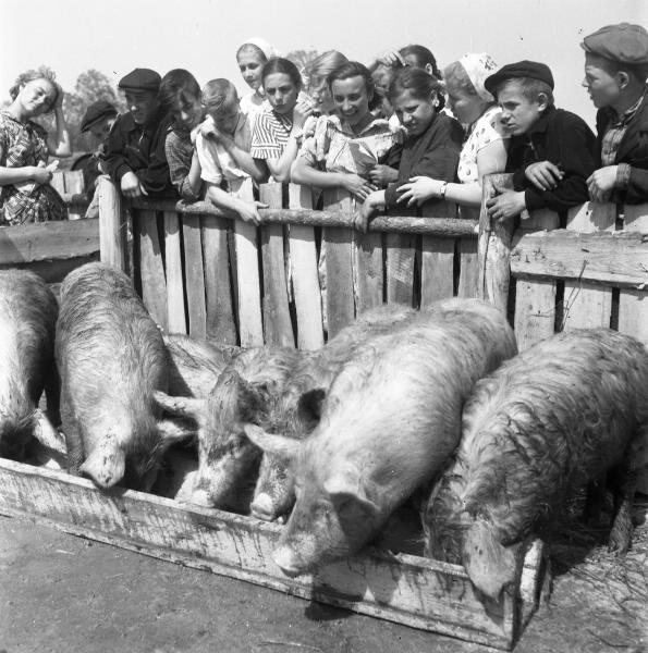 Экскурсия школьников на свиноферму, 1957 год, Тамбовская обл., колхоз «Коминтерн». Выставки&nbsp;«Уважаемые туристы, не отстаем от экскурсовода» и «Свиноводство в СССР» с этой фотографией.