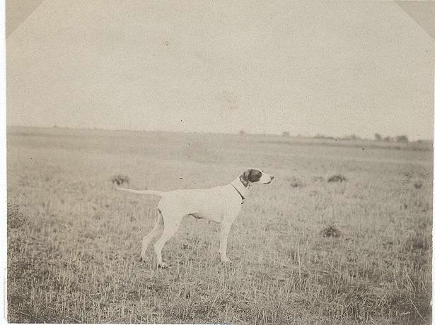 Охотничья собака пойнтер, 1910-е