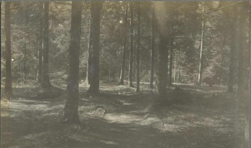 Хвойный лес, 1914 - 1918. Из серии «Хроники жизни полевого госпиталя».
