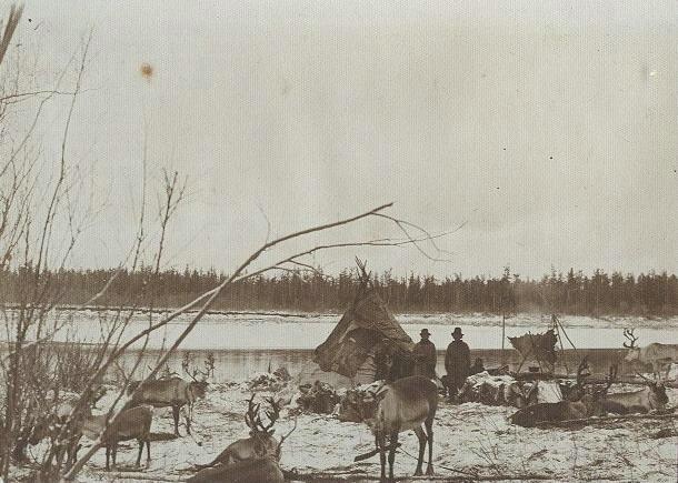 Олени, 1910-е. Из серии «Этнографическая экспедиция по Северу».