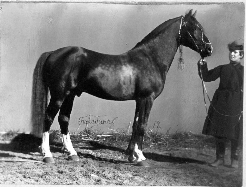 Конь Барабан, 1870-е