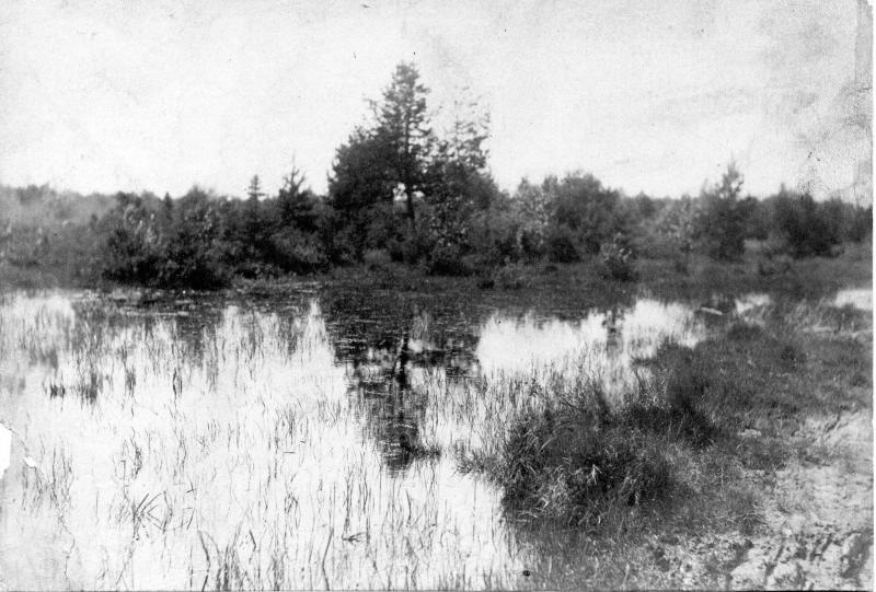 Озеро. Лес, 1900 - 1910