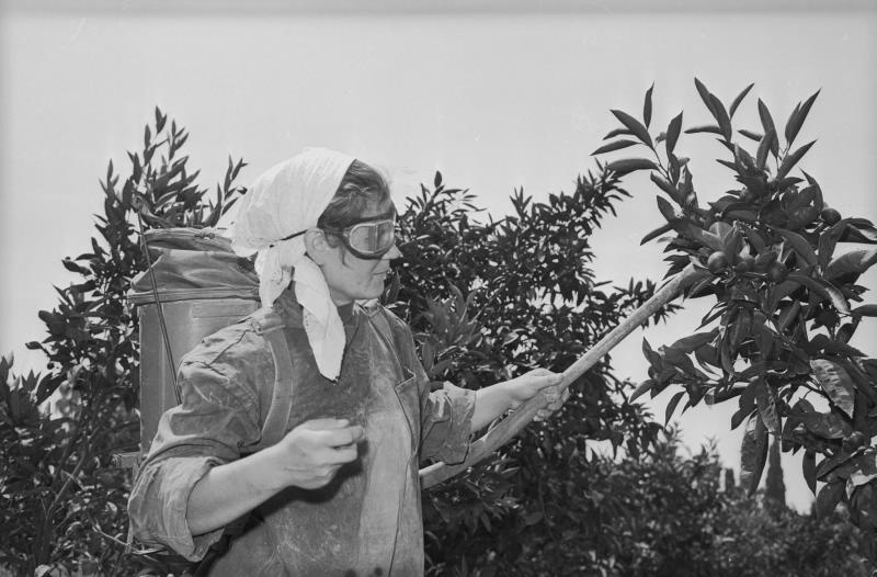 Опрыскивание плодовых растений, 1955 - 1965. Женщина в белом платке и защитных очках опрыскивает плодовое растение.