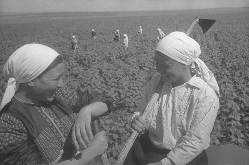 На прополке, 1938 год, Куйбышевская обл., Кошкинский р-н, колхоз «Максимовка». Ныне Самарская область.