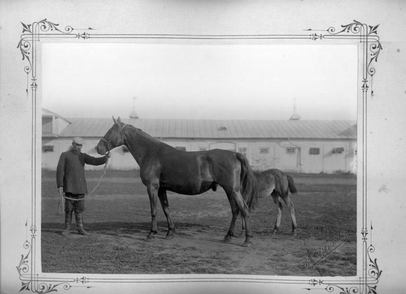 Жеребец Чара и жеребенок, июнь 1903