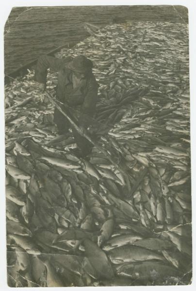 Рыбак на барже с рыбой, 1930-е