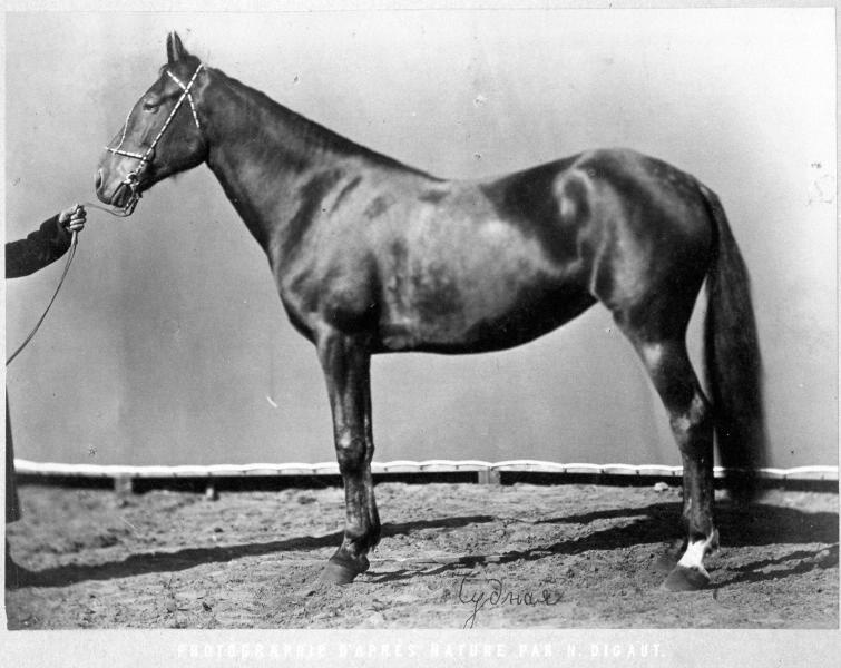 Лошадь Чудная, 1870-е