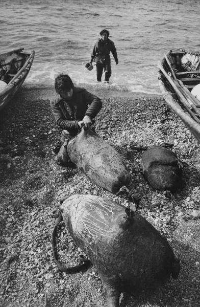 Подготовка к охоте на моржа, 1982 год, Чукотский АО