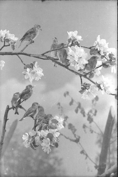 ВСХВ. Цветущая ветка яблони, 1939 год, г. Москва. Выставка «Птицы» с этой фотографией.&nbsp;