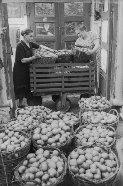 Урожай томатов, 1955 - 1965