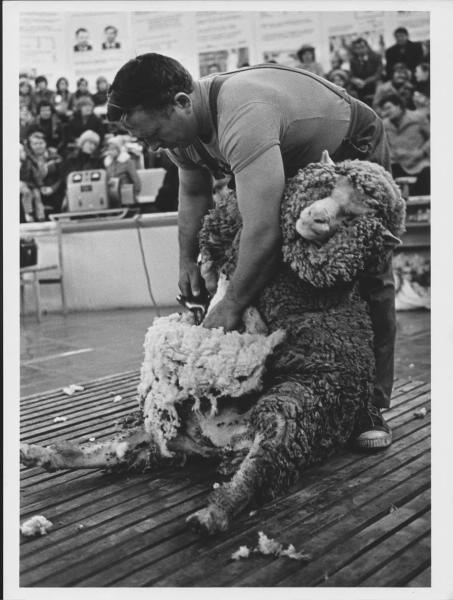 ВДНХ. Стрижка овец, 1968 год, г. Москва