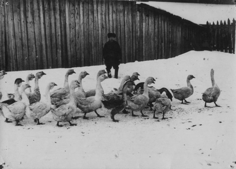 Фото "«25 гусей и до 100 кур имеет колхоз "Октябренок" Матуринского ...