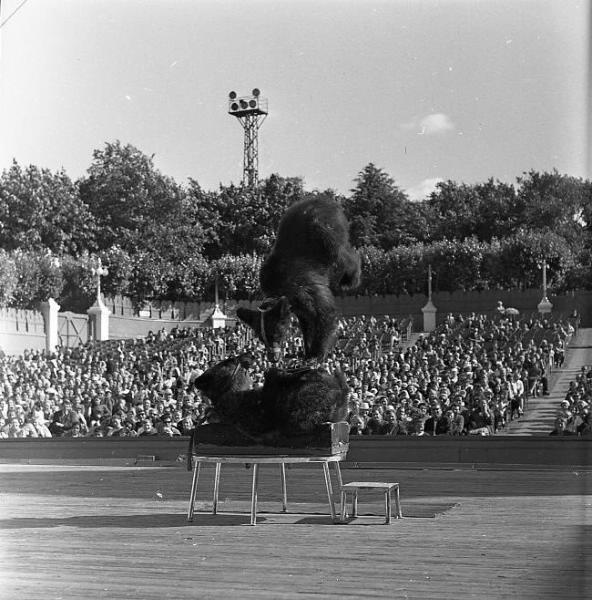 Дрессированные медведи, 1960-е, г. Москва (?)