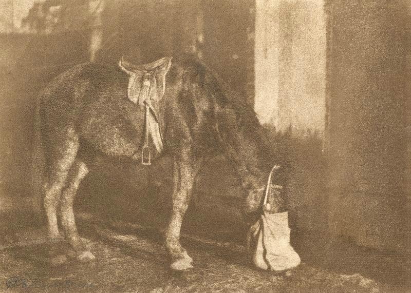 Лошадь с торбой, 1920-е