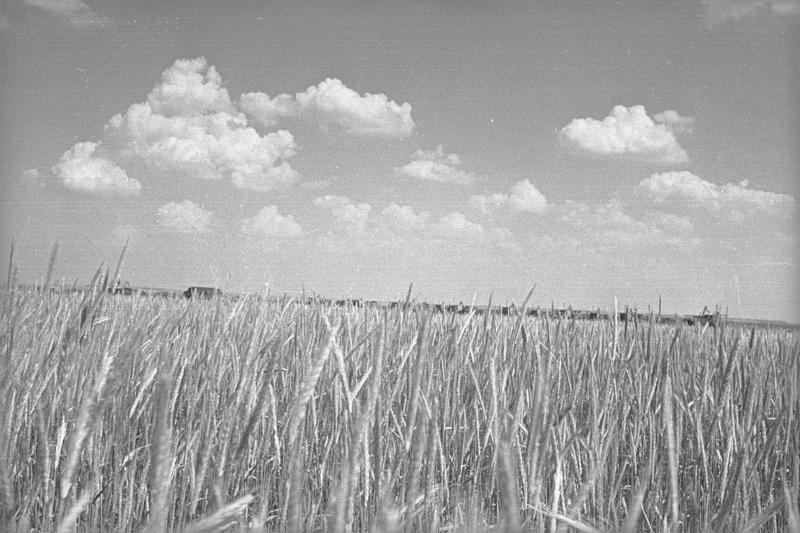К уборке урожая готовы. Комбайны перед началом уборки урожая, 1938 год, Куйбышевская обл.. Ныне Самарская область.
