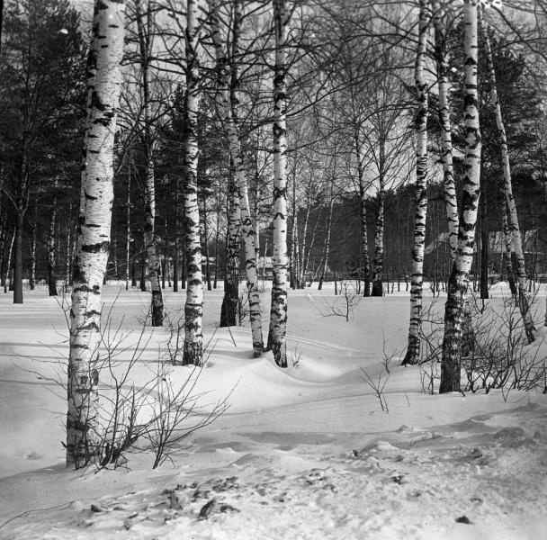 Фото \"Прогулка в Петровско-Разумовское. «Березовый лес зимою около ...