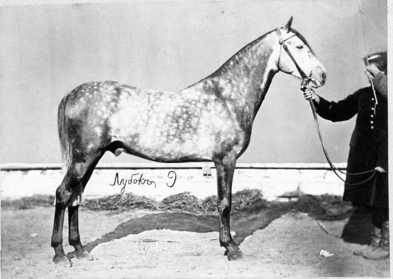 Конь Лубок, 1870-е