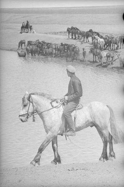 Лошади на водопое, 1938 год, Куйбышевская обл.. Ныне Самарская область.