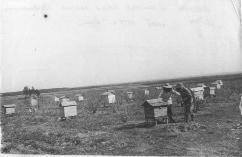 Пасека в колхозе «Новая жизнь» Череповецкого района, май 1950, Череповецкий р-н. Выставка «Пчелы и ульи» с этой фотографией.&nbsp;