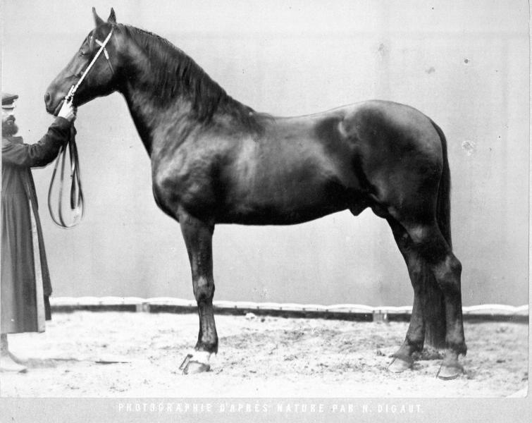 Конь Казбек, 1870-е