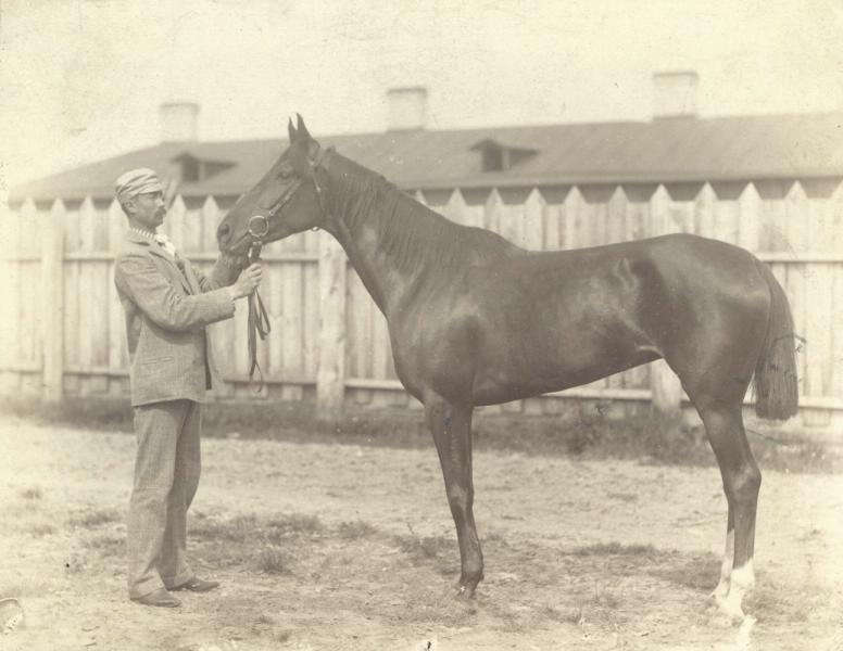 Породистая лошадь, 1890-е