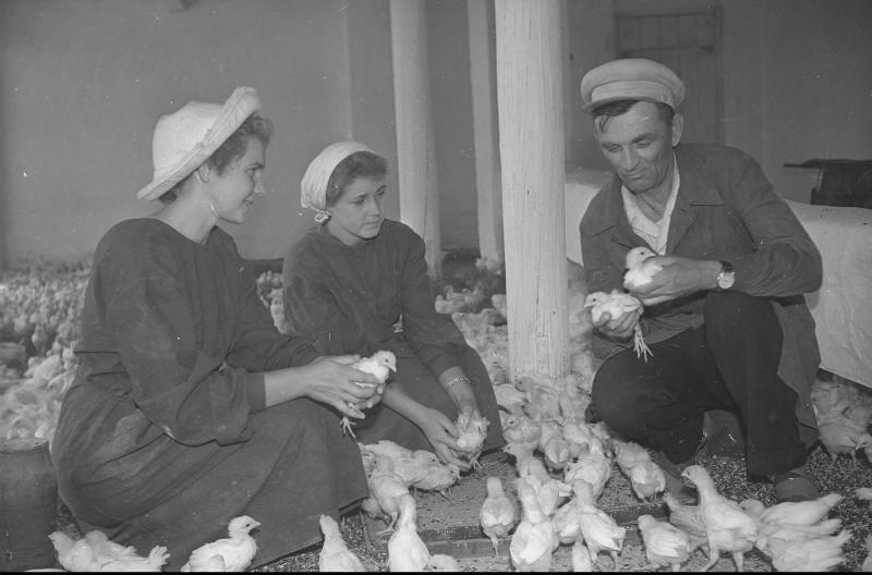 На птицеферме, 1960-е