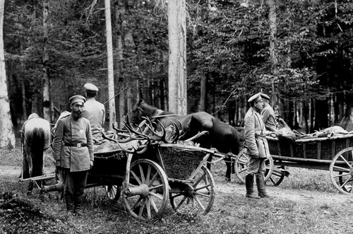 Беловежская пуща. Вывоз добычи после царской охоты, 1901 год, Беловежская пуща