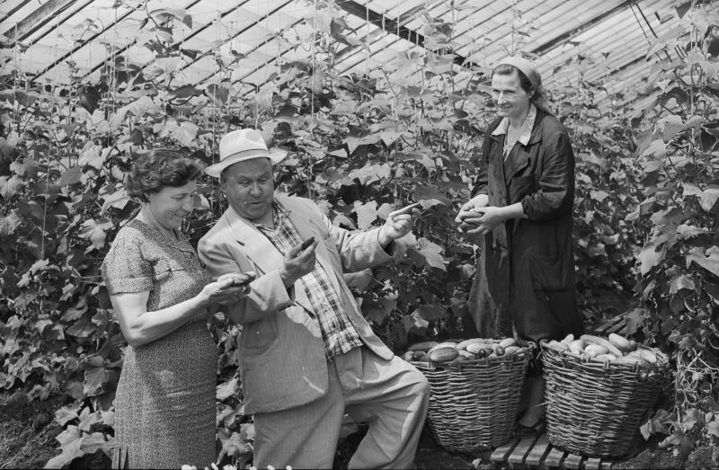 Сбор урожая огурцов в теплице, 1955 - 1965. В теплице: мужчина и женщина рассматривают огурцы, в центре - улыбающаяся женщина в платке и рабочем халате стоит с огурцами в руках перед двумя корзинами.