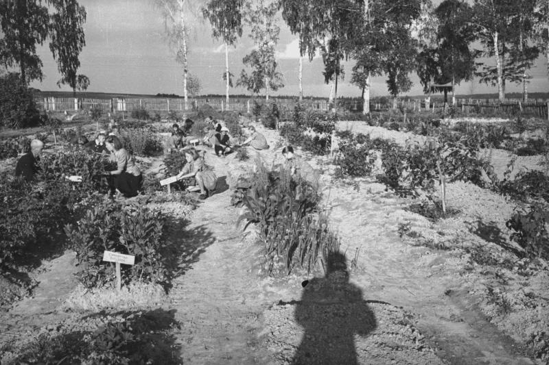 Юннаты на пришкольном участке, 1947 год, Московская обл., Раменский р-н