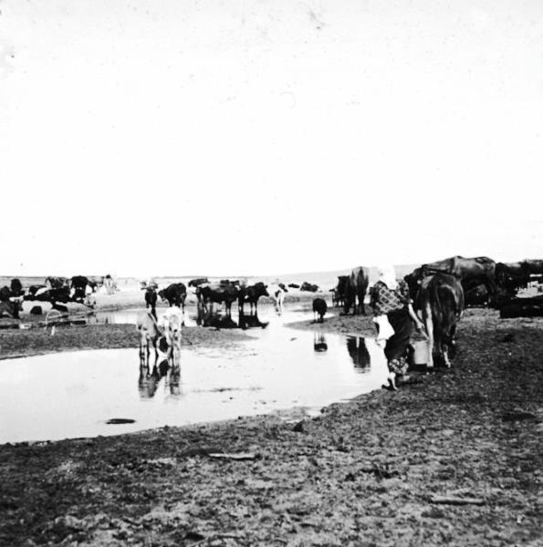 Стадо коров на водопое, 1910-е, Владимирская губ., Вязниковский у., с. Станки
