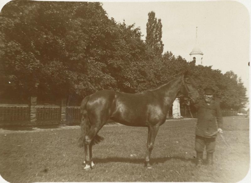 Демонстрация лошади, 1915 год