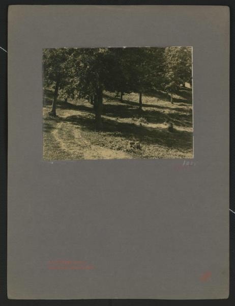 Солнечный день в лесу, 1905 год